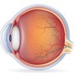 Eye Health